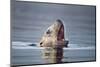 Steller's Sea Lion, Alaska-Paul Souders-Mounted Photographic Print