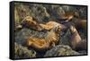 Steller's Sea Lions, Alaska-Paul Souders-Framed Stretched Canvas