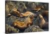Steller's Sea Lions, Alaska-Paul Souders-Stretched Canvas