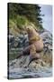 Steller's Sea Lions, Alaska-Paul Souders-Stretched Canvas