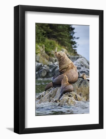 Steller's Sea Lions, Alaska-Paul Souders-Framed Photographic Print