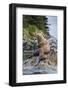 Steller's Sea Lions, Alaska-Paul Souders-Framed Photographic Print