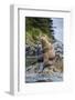 Steller's Sea Lions, Alaska-Paul Souders-Framed Photographic Print