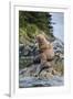 Steller's Sea Lions, Alaska-Paul Souders-Framed Photographic Print