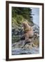 Steller's Sea Lions, Alaska-Paul Souders-Framed Photographic Print