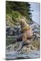 Steller's Sea Lions, Alaska-Paul Souders-Mounted Photographic Print