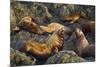 Steller's Sea Lions, Alaska-Paul Souders-Mounted Photographic Print