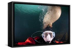 Steller Sea Lion Biting Head of Photographer Paul Souders-Paul Souders-Framed Stretched Canvas