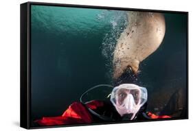 Steller Sea Lion Biting Head of Photographer Paul Souders-Paul Souders-Framed Stretched Canvas