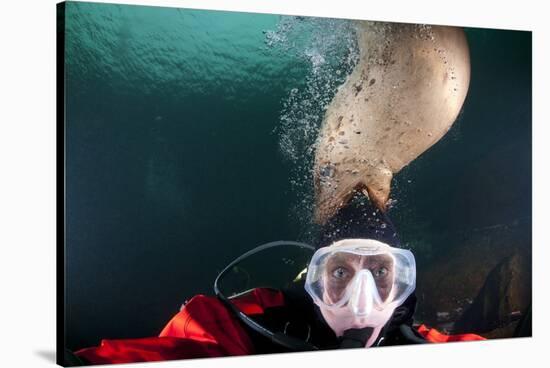 Steller Sea Lion Biting Head of Photographer Paul Souders-Paul Souders-Stretched Canvas