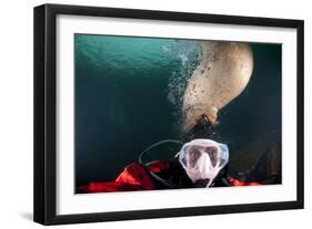 Steller Sea Lion Biting Head of Photographer Paul Souders-Paul Souders-Framed Photographic Print