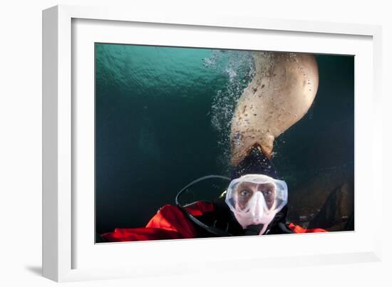 Steller Sea Lion Biting Head of Photographer Paul Souders-Paul Souders-Framed Photographic Print