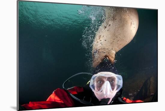 Steller Sea Lion Biting Head of Photographer Paul Souders-Paul Souders-Mounted Photographic Print