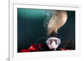 Steller Sea Lion Biting Head of Photographer Paul Souders-Paul Souders-Framed Photographic Print