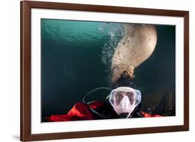 Steller Sea Lion Biting Head of Photographer Paul Souders-Paul Souders-Framed Photographic Print