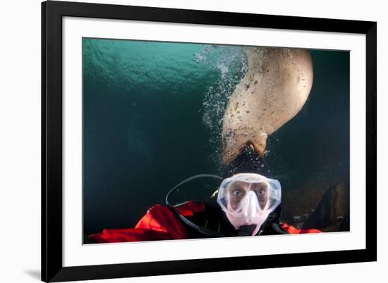 Steller Sea Lion Biting Head of Photographer Paul Souders-Paul Souders-Framed Photographic Print