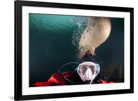 Steller Sea Lion Biting Head of Photographer Paul Souders-Paul Souders-Framed Photographic Print