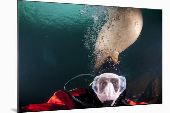 Steller Sea Lion Biting Head of Photographer Paul Souders-Paul Souders-Mounted Photographic Print