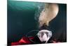 Steller Sea Lion Biting Head of Photographer Paul Souders-Paul Souders-Mounted Photographic Print