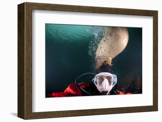 Steller Sea Lion Biting Head of Photographer Paul Souders-Paul Souders-Framed Photographic Print