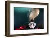 Steller Sea Lion Biting Head of Photographer Paul Souders-Paul Souders-Framed Photographic Print