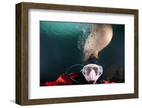 Steller Sea Lion Biting Head of Photographer Paul Souders-Paul Souders-Framed Photographic Print