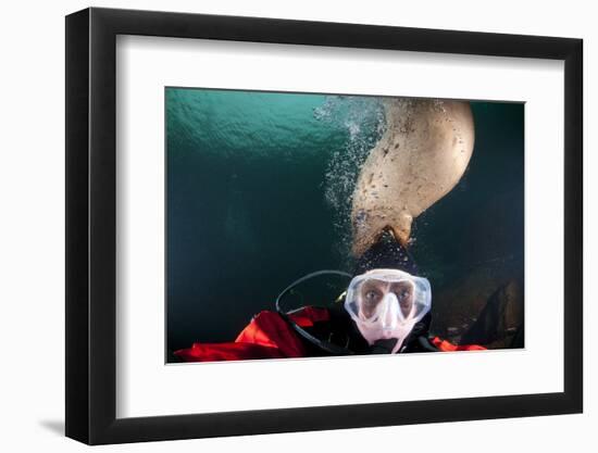 Steller Sea Lion Biting Head of Photographer Paul Souders-Paul Souders-Framed Photographic Print