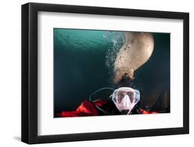 Steller Sea Lion Biting Head of Photographer Paul Souders-Paul Souders-Framed Photographic Print