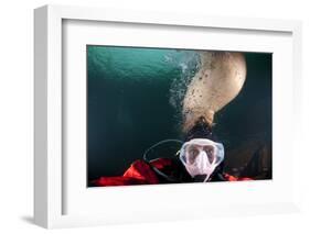 Steller Sea Lion Biting Head of Photographer Paul Souders-Paul Souders-Framed Photographic Print