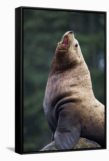 Steller Sea Lion Bull in Alaska-null-Framed Stretched Canvas