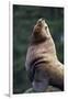 Steller Sea Lion Bull in Alaska-null-Framed Premium Photographic Print