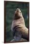 Steller Sea Lion Bull in Alaska-null-Framed Premium Photographic Print