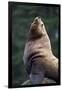 Steller Sea Lion Bull in Alaska-null-Framed Premium Photographic Print