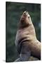 Steller Sea Lion Bull in Alaska-null-Stretched Canvas
