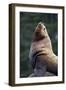 Steller Sea Lion Bull in Alaska-null-Framed Photographic Print