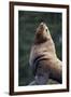 Steller Sea Lion Bull in Alaska-null-Framed Photographic Print