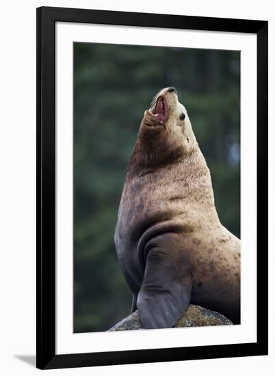 Steller Sea Lion Bull in Alaska-null-Framed Photographic Print