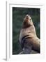 Steller Sea Lion Bull in Alaska-null-Framed Photographic Print