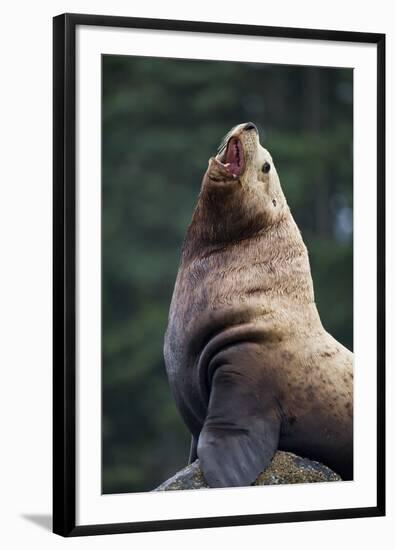 Steller Sea Lion Bull in Alaska-null-Framed Photographic Print