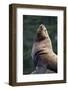 Steller Sea Lion Bull in Alaska-null-Framed Photographic Print