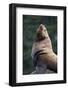 Steller Sea Lion Bull in Alaska-null-Framed Photographic Print