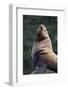 Steller Sea Lion Bull in Alaska-null-Framed Photographic Print