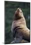 Steller Sea Lion Bull in Alaska-null-Mounted Photographic Print