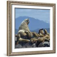 Steller Sea Lion (Eumetopias Jubatus) Male And Female With Colony, British Columbia, Canada, June-Loic Poidevin-Framed Photographic Print