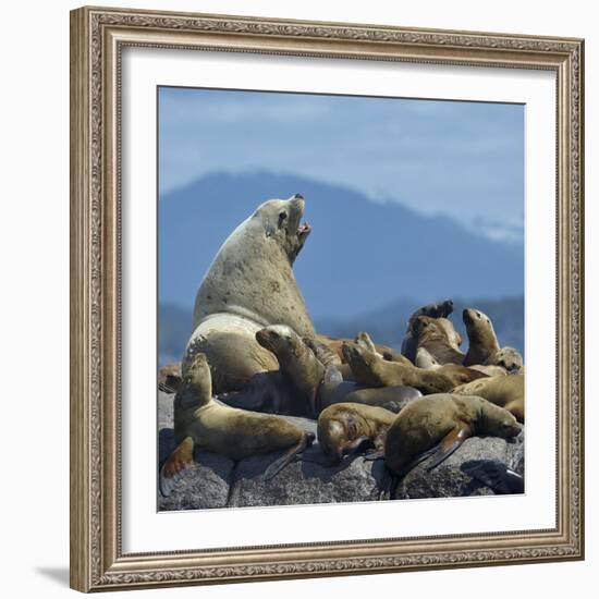 Steller Sea Lion (Eumetopias Jubatus) Male And Female With Colony, British Columbia, Canada, June-Loic Poidevin-Framed Photographic Print