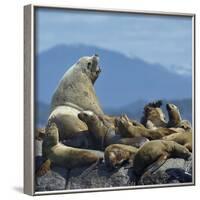 Steller Sea Lion (Eumetopias Jubatus) Male And Female With Colony, British Columbia, Canada, June-Loic Poidevin-Framed Photographic Print