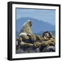 Steller Sea Lion (Eumetopias Jubatus) Male And Female With Colony, British Columbia, Canada, June-Loic Poidevin-Framed Photographic Print