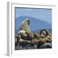 Steller Sea Lion (Eumetopias Jubatus) Male And Female With Colony, British Columbia, Canada, June-Loic Poidevin-Framed Photographic Print