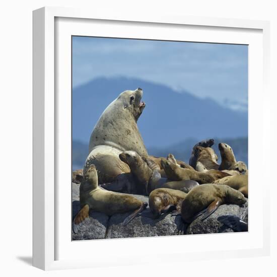 Steller Sea Lion (Eumetopias Jubatus) Male And Female With Colony, British Columbia, Canada, June-Loic Poidevin-Framed Photographic Print