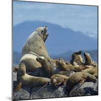 Steller Sea Lion (Eumetopias Jubatus) Male And Female With Colony, British Columbia, Canada, June-Loic Poidevin-Mounted Photographic Print